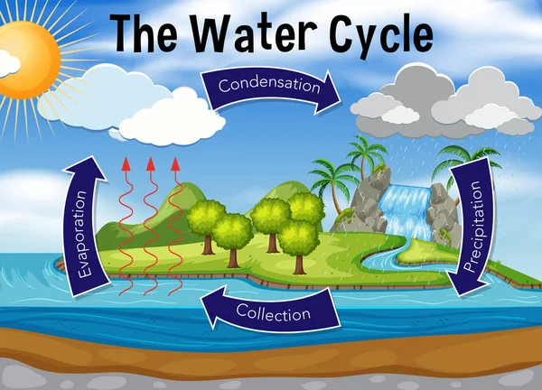 Science Water Cycle Illustration — Stock Vector