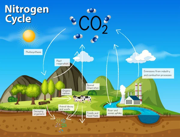 Illustrazione Del Ciclo Dell Azoto Scientifico Co2 — Vettoriale Stock