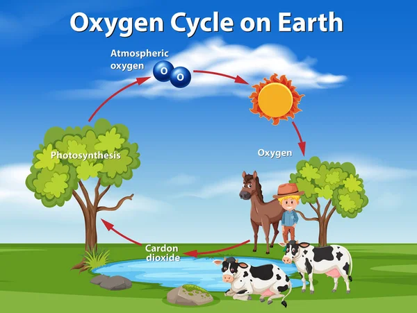 Oxygen Cycle Earth Illustration — Stock Vector