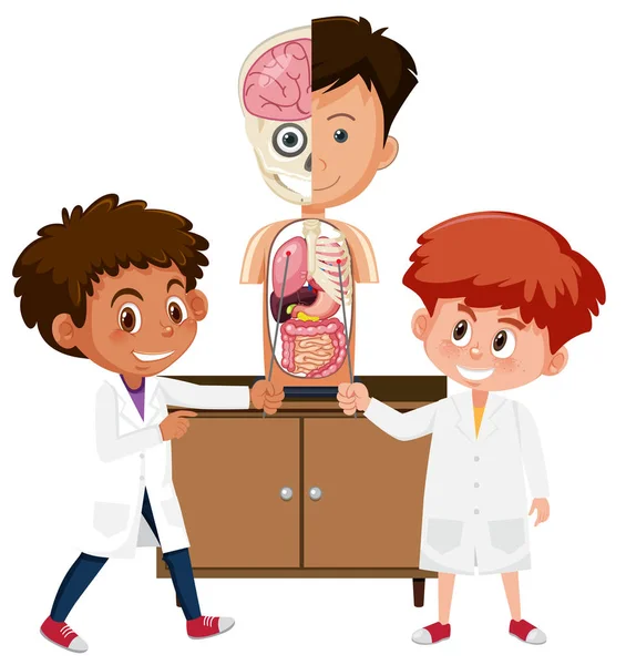 Science Student Learning Anatomy Illustration — Stock Vector