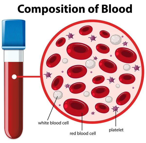 Composição Diagrama Sangue Ilustração — Vetor de Stock