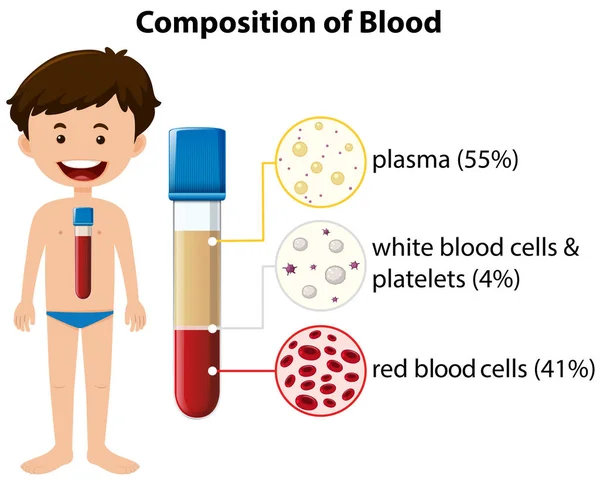 Composição Diagrama Sangue Ilustração — Vetor de Stock