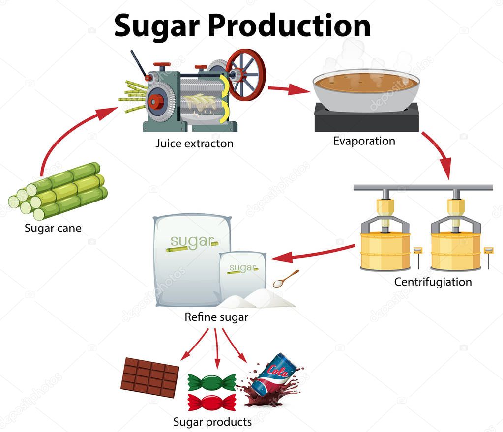 A sugar production diagram illustration