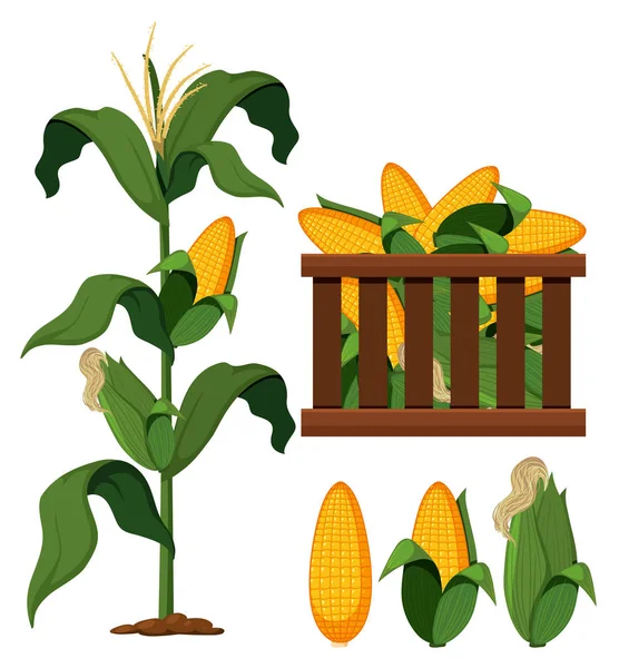 Sada Bio Kukuřice Ilustrace — Stockový vektor