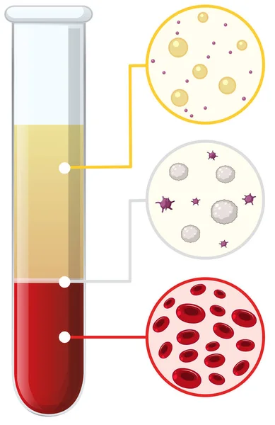 Vérsejtek Kémcsőbe Illusztráció — Stock Vector