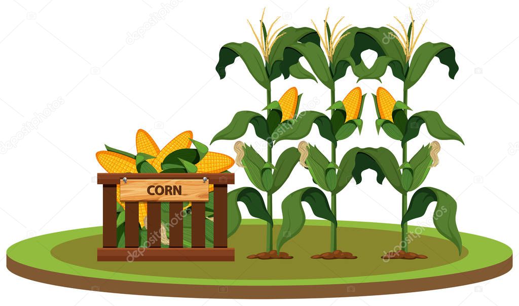 Isolated organic corn farm illustration