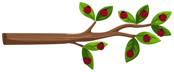 Tree Branch Ladybug Illustration — Stock Vector