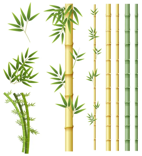 Conjunto de planta de bambú — Vector de stock