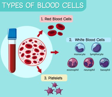 Kan hücresi çiziminin türü