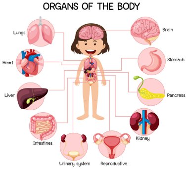 Vücut gösteriminin bilgilendirici organları