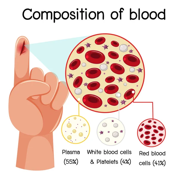 Composition Blood Diagram Illustration — Stock Vector
