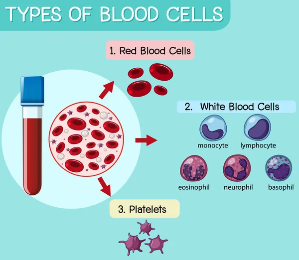 Type Bloedcelillustratie — Stockvector