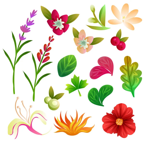 花と葉の収集セット — ストックベクタ