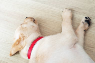 Güzel Labrador Retriever Puppy lamine ahşap arka planda. Labrador Retriever Portresi oturma odasında uyuyor. Mutlu Labrador Retriever 'lar oturma odasında uyur. Şirin yavru köpek evde dinleniyor..