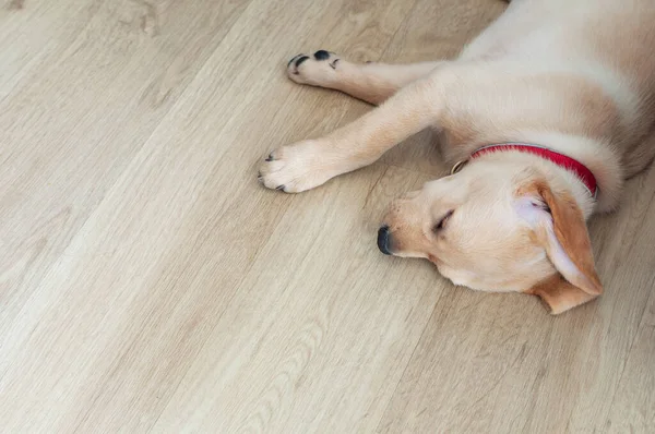 Beautiful Labrador Retriever Puppy on laminate wood background. Labrador Retriever Portrait sleeping in living room.  Happy Labrador Retriever sleep in living room. Cute puppy dog resting at home.