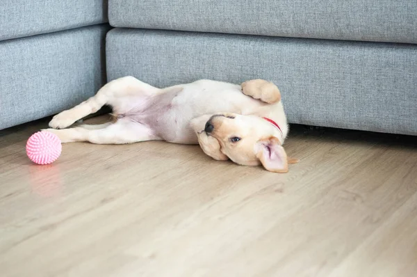 Güzel Labrador Retriever Puppy lamine ahşap arka planda. Labrador Retriever Portresi oturma odasında oynuyor. Oturma odasında mutlu Labrador Retriever oyunları. Şirin yavru köpek evde dinleniyor..