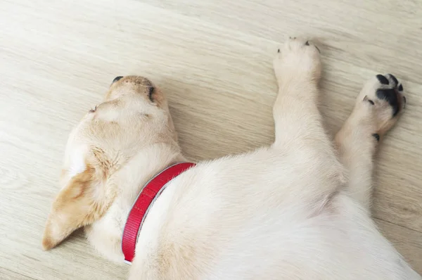 Piękny Labrador Retriever Szczeniak Laminowanym Tle Drewna Portret Labradora Retrievera — Zdjęcie stockowe