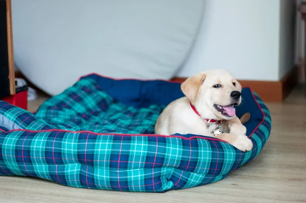 Güzel Labrador Retriever Puppy lamine ahşap arka planda. Labrador Retriever Portresi oturma odasında oynuyor. Oturma odasında oturan mutlu Labrador Retriever 'lar. Şirin yavru köpek güzel evinde dinleniyor..