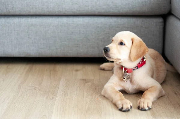 Güzel Labrador Retriever Puppy lamine ahşap arka planda. Labrador Retriever Portresi oturma odasında oynuyor. Oturma odasında oturan mutlu Labrador Retriever 'lar. Şirin yavru köpek evde dinleniyor..