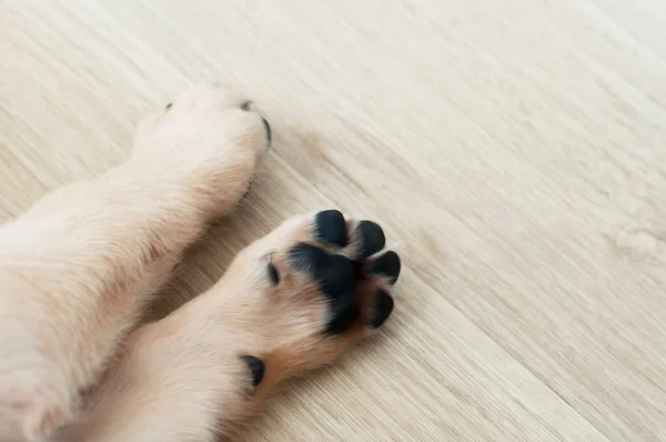 Labrador Retriever Puppy 'nin güzel ayakları lamine ahşap arka planda. Labrador Retriever Portresi oturma odasında uyuyor. Şirin yavru köpek güzel evinde dinleniyor..