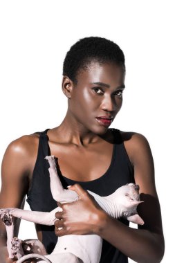 güzel genç Afro-Amerikan kadın sphynx kedi tutarak ve üzerinde beyaz izole kamera bakarak mayo 
