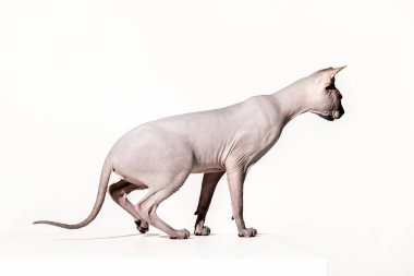 güzel sphynx kedi uzakta üzerinde beyaz izole bakarak yan görünüm