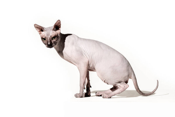 adorable domestic sphynx cat looking at camera on white