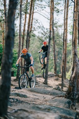 aktif genç deneme bisikletçileri güzel çam ormanı sürme