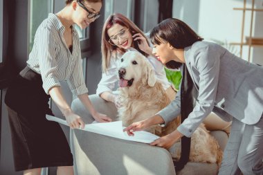 genç çok ırklı iş kadınları formal giyim gösteren plan köpek ofis için