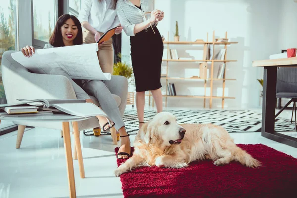 Arsitek Dalam Pakaian Formal Bekerja Dengan Cetak Biru Sementara Anjing — Foto Stok Gratis