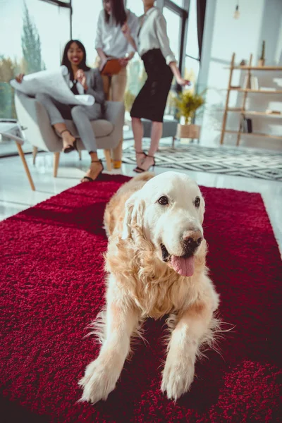 Arsitek Dalam Pakaian Formal Bekerja Dengan Cetak Biru Sementara Anjing — Foto Stok Gratis