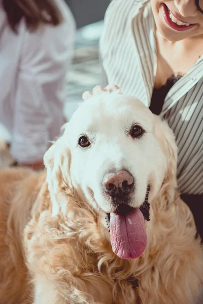 Young Smiling Businesswoman Petting Dog Office — Free Stock Photo