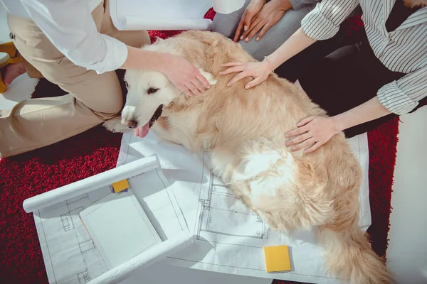 デジタル タブレットの青写真の近くに毛皮で覆われた犬をかわいがるビジネスウーマンのショットをトリミング  — 無料ストックフォト