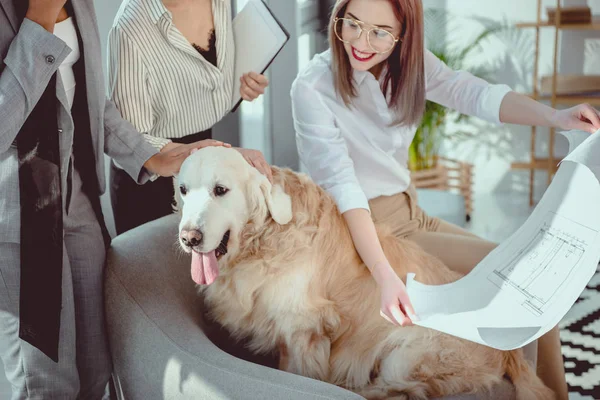 Young Multiethnic Businesswomen Formal Wear Showing Blueprint Dog Office — Stock Photo, Image