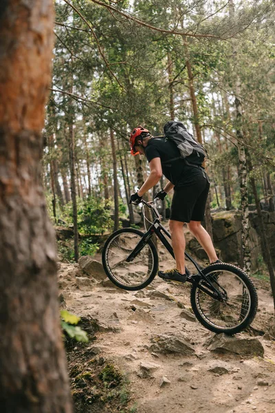 Спортивний молодий пробний велосипедист верхи в сосновому лісі — стокове фото