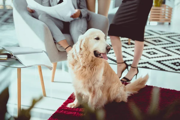 Labrador peludo sentado no tapete vermelho no espaço de escritório — Fotografia de Stock