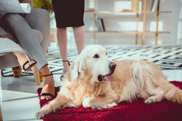 Pelziger Labrador liegt auf rotem Teppich im Büro — Stockfoto