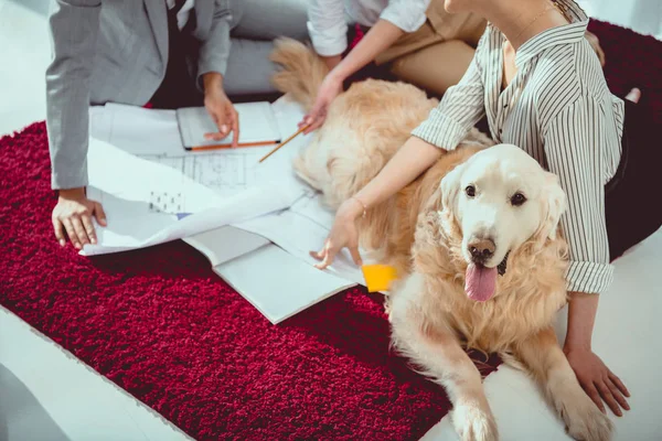 Обрізаний знімок дизайнерів, що працюють з кресленнями, сидячи на підлозі з собакою — стокове фото