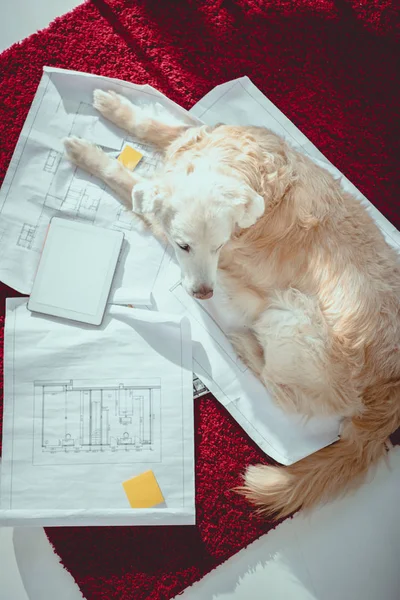 Above view of furry dog lying on blueprints near digital tablet with blank screen — Stock Photo