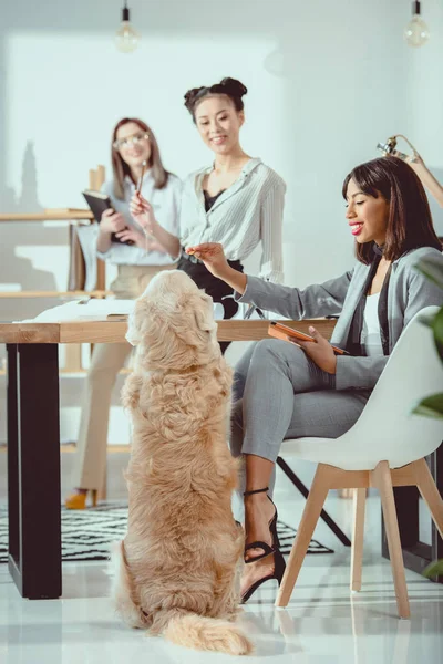 Jóvenes mujeres multiétnicas en ropa formal trabajando con el perro en la oficina - foto de stock