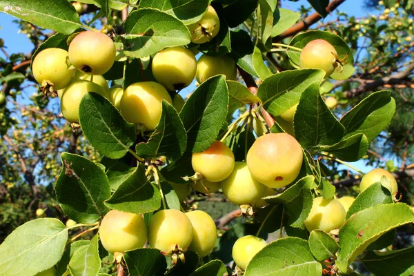 Branch with small apples