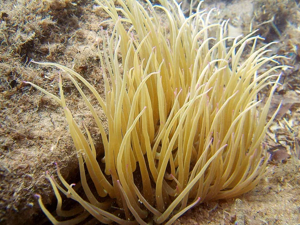 Anemone Unter Wasser Mittelmeer — Stockfoto