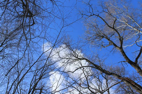 Pohon Dan Cabang Melawan Langit — Stok Foto