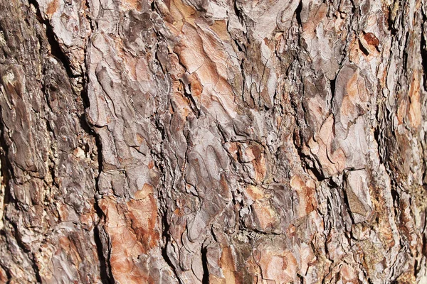 Pine Bark Natureza Fundo — Fotografia de Stock