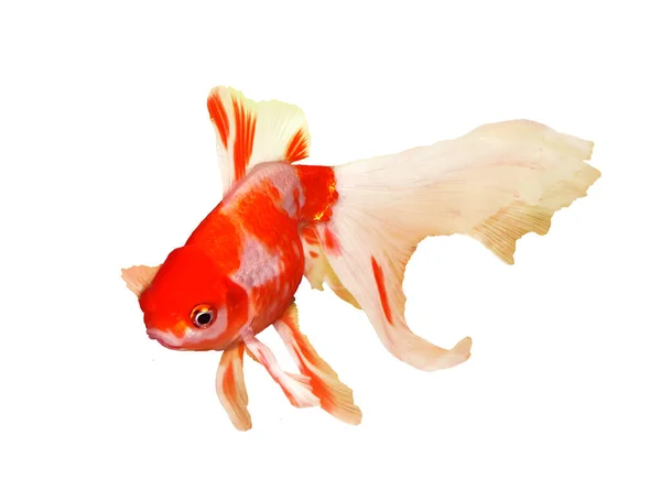 Single Goldfish Isolated White — Stock Photo, Image