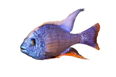 Tayvan resifi cichlid akvaryum balığı beyaza izole edilmiş.