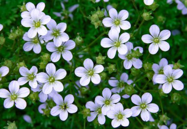 Yaprak arkaplanı olan beyaz küçük çiçekler