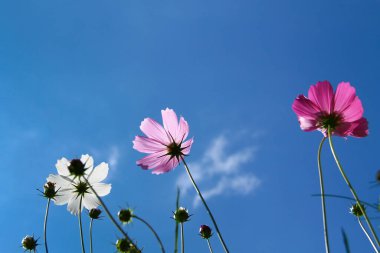 Pembe, beyaz, kırmızı kozmo çiçekleri mavi gökyüzü ve bulutlu arka plan