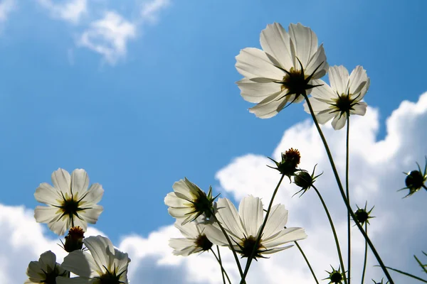 White cosmo flowers with blue sky and clouds background#3