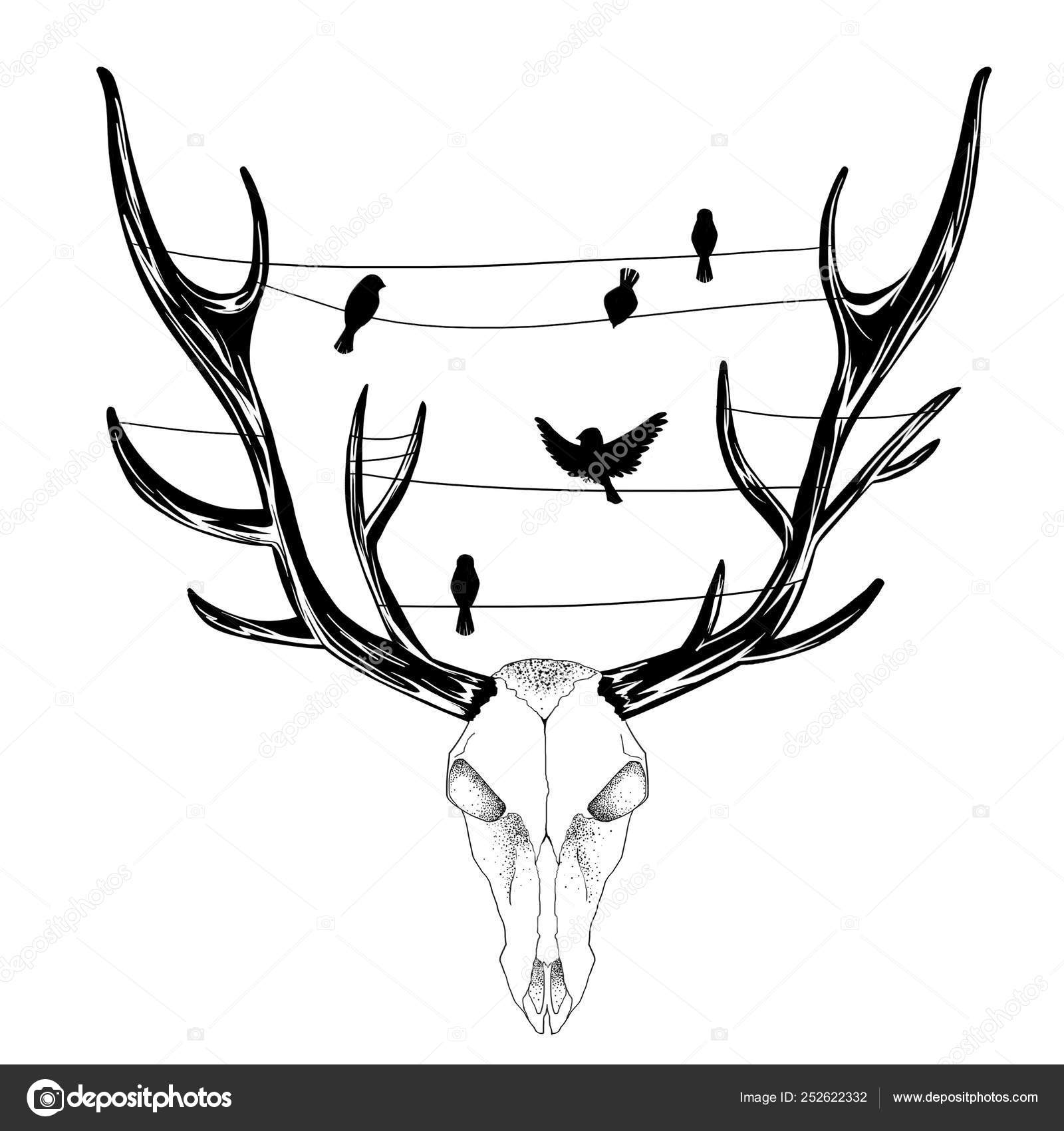 Deer Skull Sketch Artwork Creative Idea Innovative Art Concept Illustration  Stock Illustration by ©NextMars #252622332, image size:1600x1700